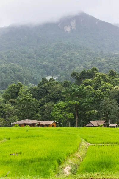 Green Field And Mountain in Doi inthanon, Maeglangluang — Stock Photo, Image