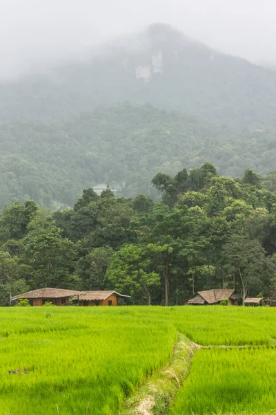 雨の緑のフィールドと maeglangluang ドイ ・ インタノン山 — ストック写真