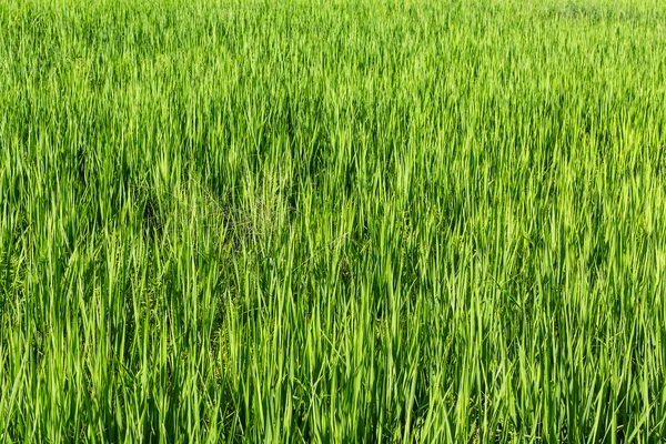 Campo de arroz — Foto de Stock