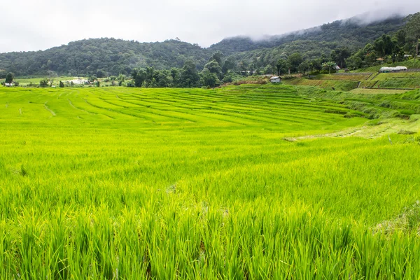 Bonitas Terraços de arroz verde em Doi antônio, Maeglangluang — Fotografia de Stock