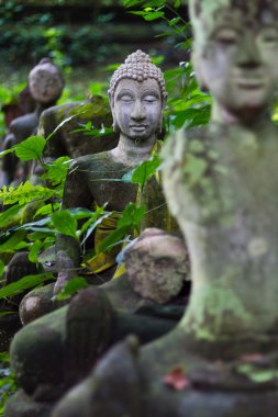 Buda'nın kafasından wat umong chiangmai