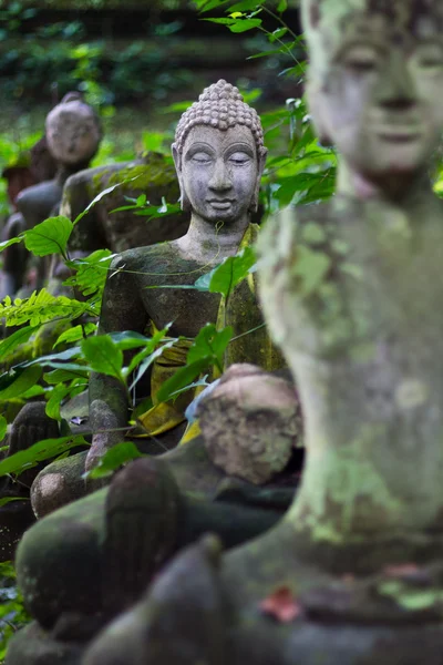 Buddha Kopf in wat umong chiangmai — Stockfoto