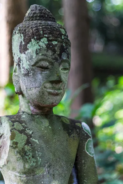 Głowa Buddy w wat umong chiangmai, tajski — Zdjęcie stockowe