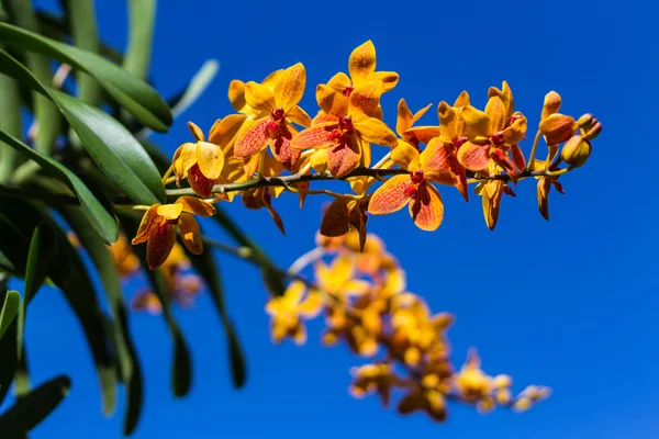 Orchid on the sunny blue sky — Stock Photo, Image