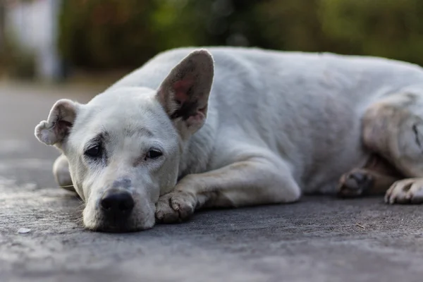 Thai Dog Look — Stock Photo, Image