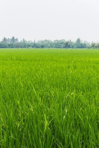 Campo de arroz en Tailandia — Foto de Stock