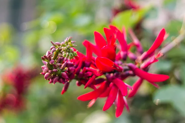 Erythrina variegata (Parichat flowers) – stockfoto