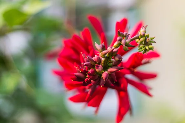 Erythrina variegata (parichat bloemen) — Stockfoto