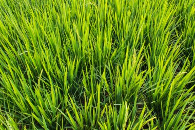 Yeşil taze pirinç tarlaları