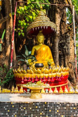 Buda bodhi ağacının altında