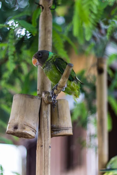 Green Parrot — Stock Photo, Image