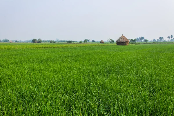 Rijstveld in Thailand — Stockfoto