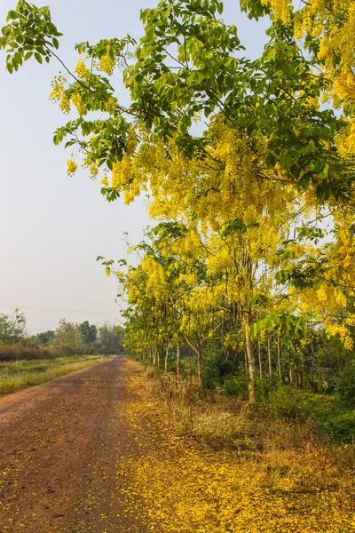 altın duş çiçekler yolda düştü