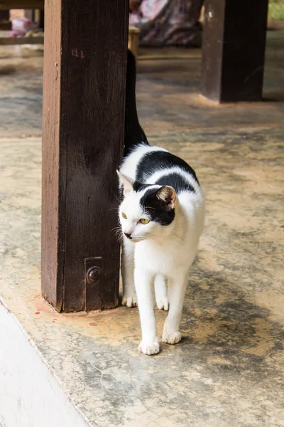 Kucing Thailand di rumah — Stok Foto