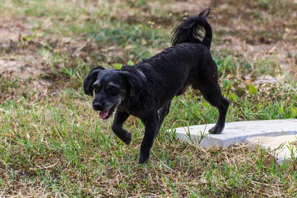 Kleine zwarte hond wandelen — Stockfoto