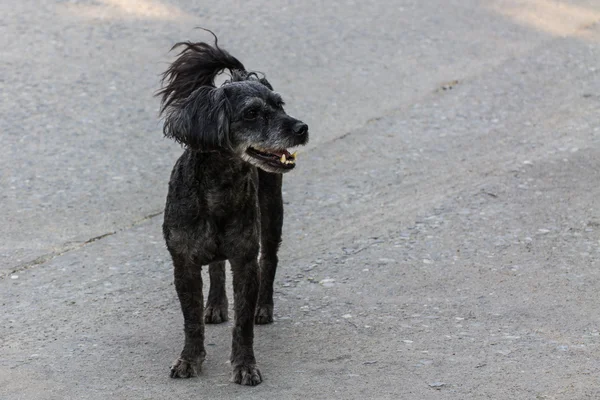 Zwarte ruige hond liggend op de straat, grensoverschrijdende ras tussen een lul — Stockfoto