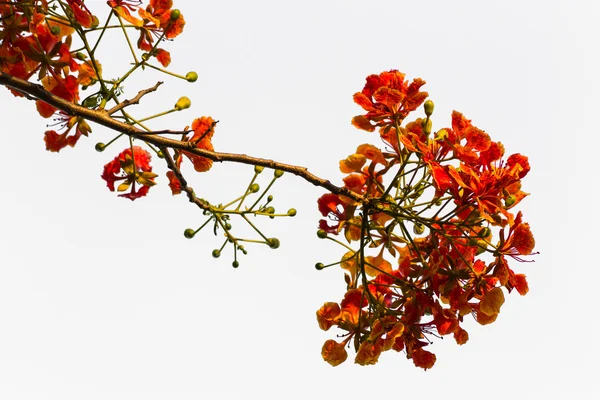 izole tavuskuşu çiçekler