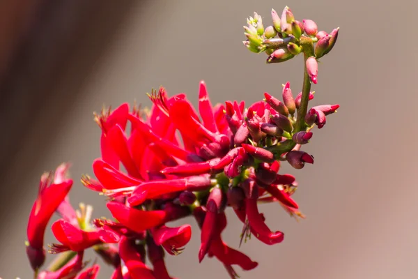 Erythrina variegata (Parichat kukat ) — kuvapankkivalokuva