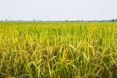 Złote pola, Błękitne niebo