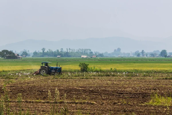 Tracteur de labour agricole sur champs de céréales de blé — Photo