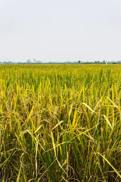 Golden fields blue skies — Stock Photo, Image