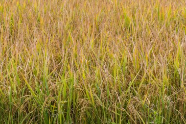 campo dorado en verano