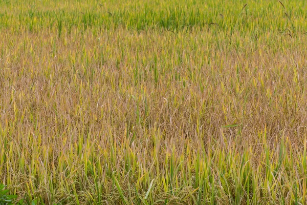 Golden fields in summer — Stock Photo, Image