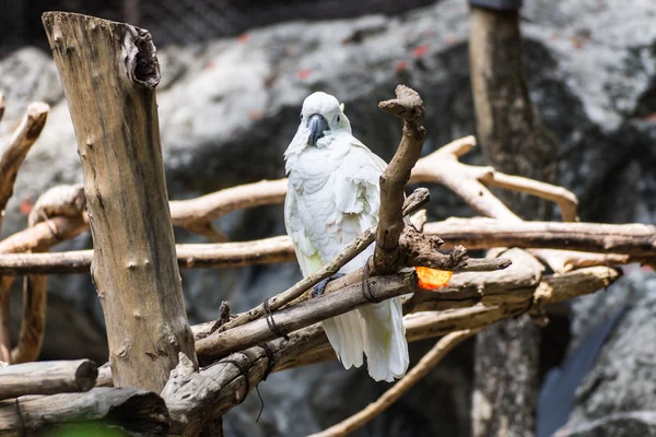 Cockatiel en Chiangmai Zoo, Tailandia —  Fotos de Stock