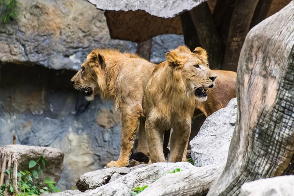 Två lejon i chiangmai zoo, thailand — Stockfoto