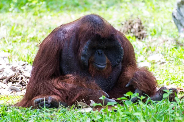 A felnőtt férfi az orangután a chiangmai állatkert, Thaiföld — Stock Fotó