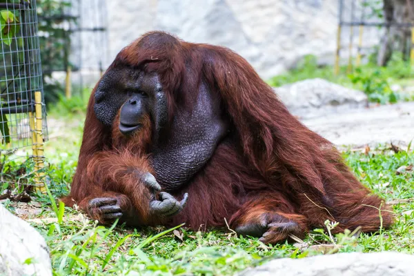 Yetişkin erkek orangutanın chiangmai Hayvanat Bahçesi, Tayland — Stok fotoğraf