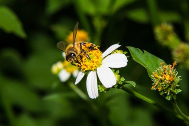 Çiçekteki arı makrosu