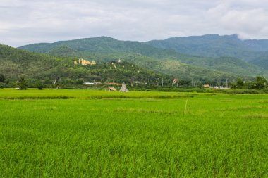 Tayland alan ve wat mokkanlan altın Buda büyük heykeli