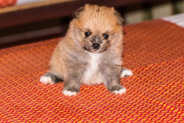 Piccolo soffice cucciolo di pomerania — Foto Stock