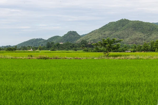 Campo de arroz verde y de montaña en Tailandia — Foto de Stock