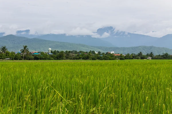 Mountain and green rice field in Thailand — Stock Photo, Image