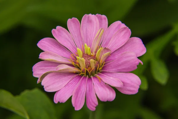 マクロ ピンクのわらの花 — ストック写真