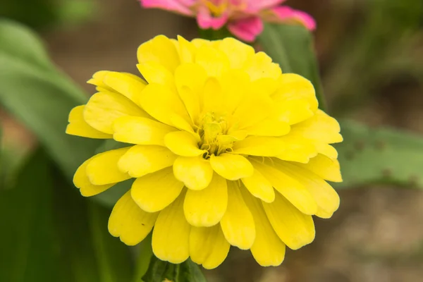 Macro Yellow Straw flower — Stock Photo, Image