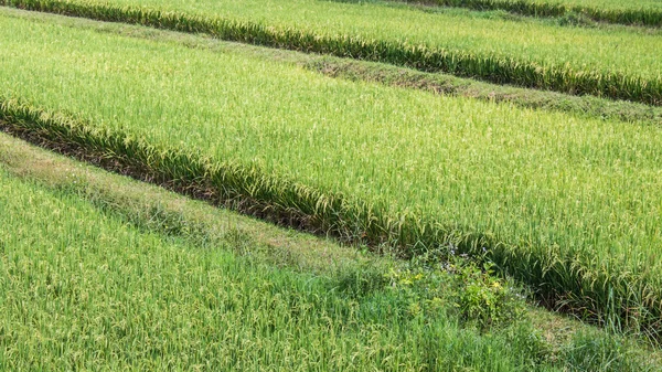 Chemin à travers les champs de riz — Photo