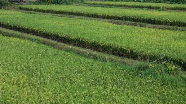 Chemin à travers les champs de riz — Photo