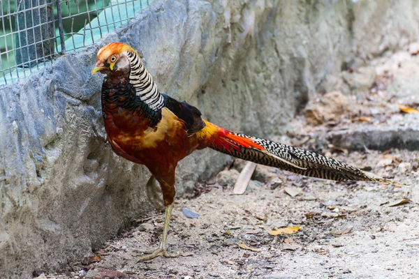 Fagiano arancione nello zoo di Chiangmai, Thailandia — Foto Stock