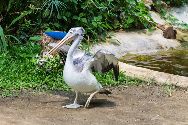 Swan wings in Chiangmai Zoo , Thailand — Stock Photo, Image