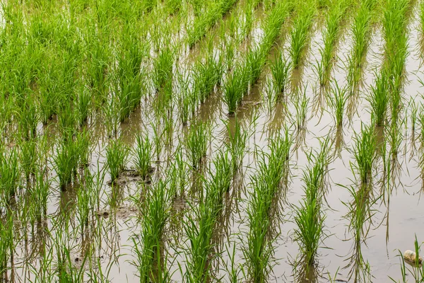 Campo de arroz en Chiangmai, norte de Tailandia — Foto de Stock