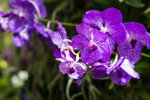 Paarse orchideeën — Stockfoto