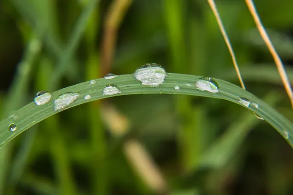 Macro druppels water op de bladeren — Stockfoto