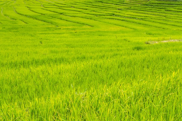 Prachtige groene rijstterrassen in doi inthanon, maeglangluang karen dorp — Stockfoto
