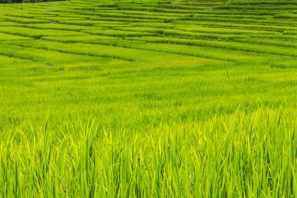 Hermosas terrazas de arroz verde en Doi Inthanon, Maeglangluang Karen pueblo — Foto de Stock