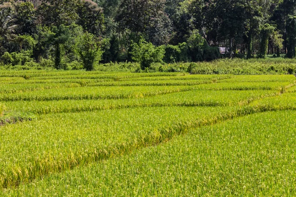 Campo de arroz dourado em Chiangmai Tailândia — Fotografia de Stock