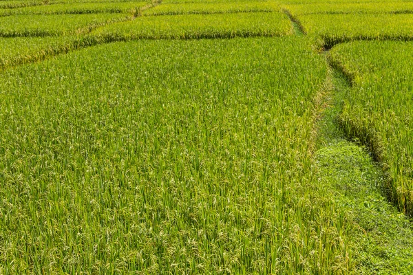 Camino a través de los campos de arroz — Foto de Stock