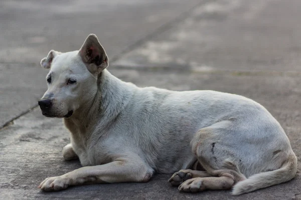 Perro tailandés Mira — Foto de Stock